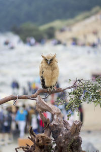 View of owl perching on branch