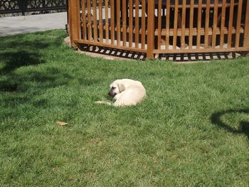 Dog relaxing on field