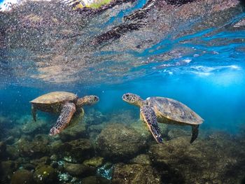 Turtles swimming in sea