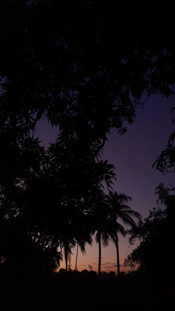 tree, darkness, plant, silhouette, sky, night, beauty in nature, scenics - nature, nature, star, tranquility, no people, moonlight, tranquil scene, dusk, dark, outdoors, space, astronomical object, evening, astronomy, land, growth, environment, light, landscape, cloud, idyllic, sunset, low angle view