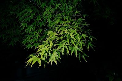 Close-up of green leaves at night