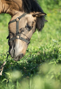 Close-up of horse on field