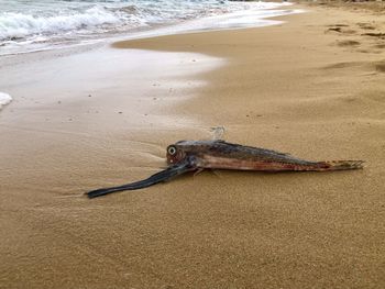 High angle view of lizard on beach