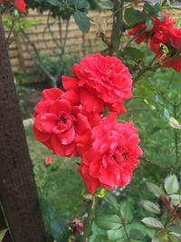 Close-up of red rose blooming outdoors