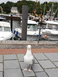 Seagull on a harbor