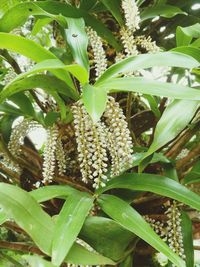 Close-up of berry growing on plant