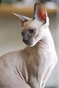 Portrait of a cornish rex kitten 