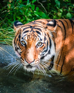 Portrait of tiger drinking water