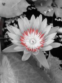 Close-up of flower blooming outdoors