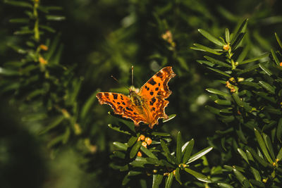 Butterfly on plant