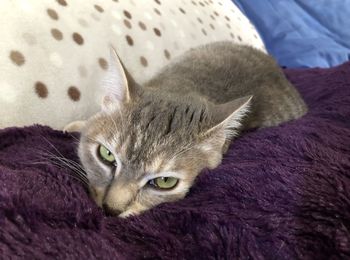 Portrait of cat lying on bed
