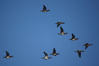 Low angle view of seagulls flying