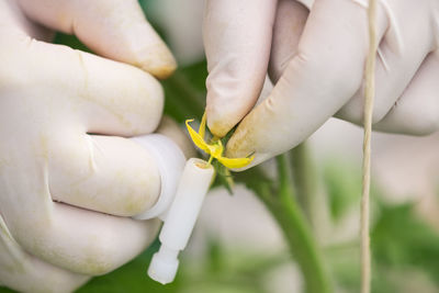 Cropped hands of analyzing flowers