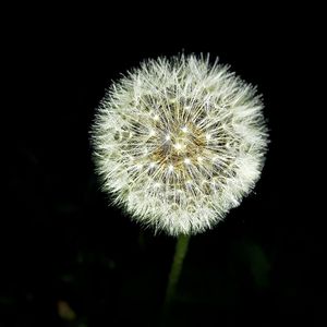 Close-up of dandelion against black background