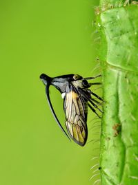 Close-up of butterfly on leaf