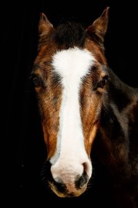 Close-up portrait of horse