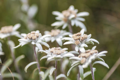 Close-up of white flowering plant