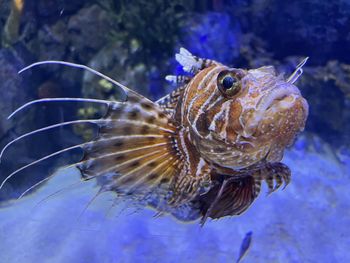 Close-up of fish swimming in sea