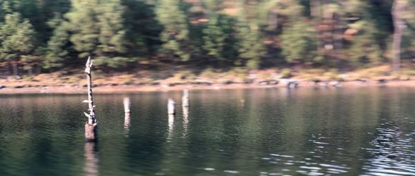 Scenic view of lake in forest