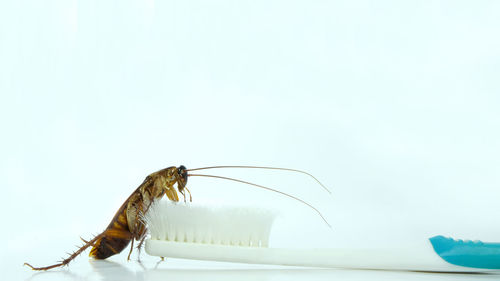 Close-up of insect on white background