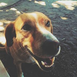 Close-up portrait of dog