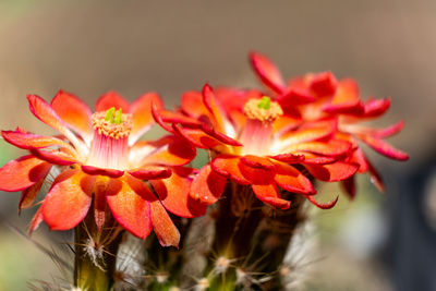 Close-up of red flowering plant