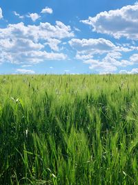 Scenic view of agricultural field against sky