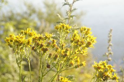 Close-up of yellow flowers growing in field