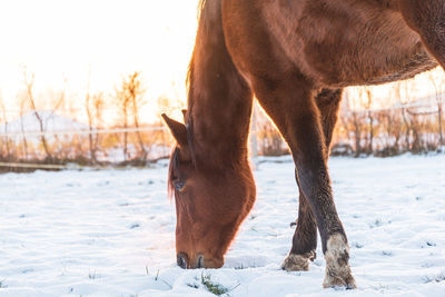 A brown horse grazing in a meadow, looking for grass under the snow. winter scenery and a sun.