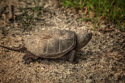 Close-up of a turtle on ground