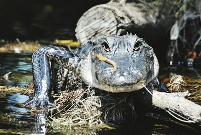 Alligator in river at everglades national park