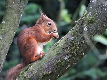 Squirrel on tree trunk