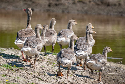 Flock of birds on lakeshore