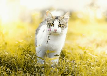 Portrait of cat on field