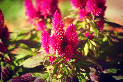 Close-up of pink flowering plants