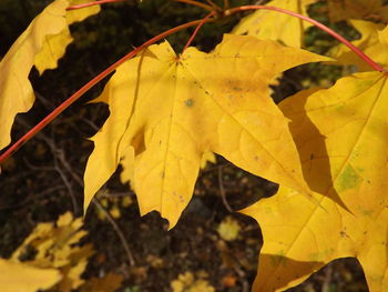 Close-up of yellow maple leaves