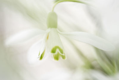 Close-up of white flower