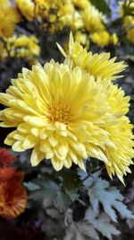 Close-up of yellow flower