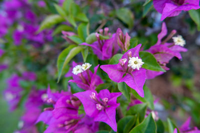 Close-up of pink flowering plants