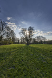 Bare trees on field against sky