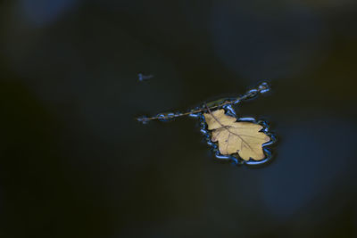 Close-up of plant against blurred background