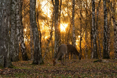 Deer in forest