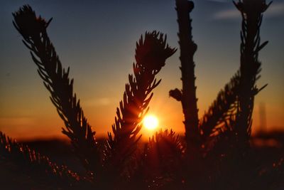 Close-up of plants growing on field against sky during sunset