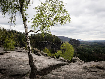 Trees on landscape against sky