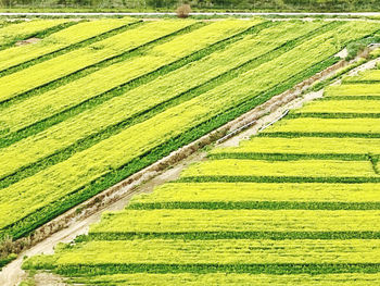 Scenic view of agricultural field