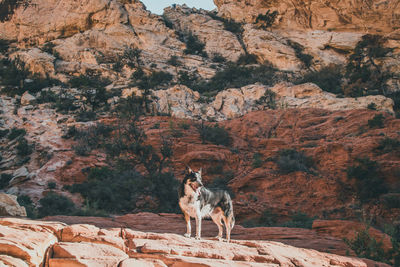 Dog on rocky mountain