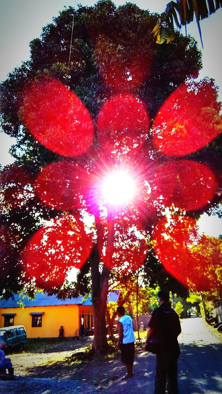 tree, lifestyles, leisure activity, men, sun, person, sunlight, standing, lens flare, sunbeam, rear view, season, walking, outdoors, togetherness, day, nature