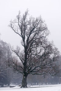 Bare tree against snow covered landscape
