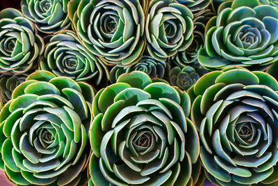 Full frame shot of succulent plant