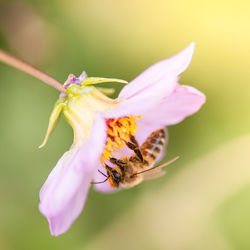 Close-up of honeybee pollinating on flower